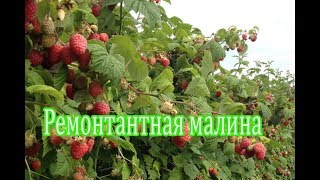 Первое видео. ЧТОБЫ МАЛИНЫ БЫЛО МНОГО !  Весенняя обрезка ремонтантной малины.