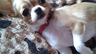 Чихуахуа Нюра жадинка, не хочет целоваться \ Chihuahua Nura zhadinka, does not want to kiss