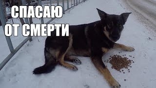 #Я ПОМОГАЮ ЖИВОТНЫМ ЗИМОЙ
