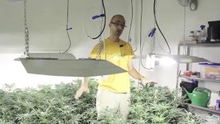Marihuana Al Natural - 4 Indoor optimizado