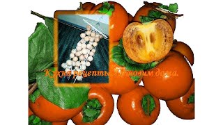 Вяленая Хурма часть 1