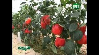 Формирование куста перца