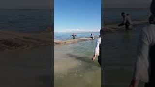 Астрахань. Каспийское море. Каспий.Сазаны Каспийского моря. Астраханский сазан. Самый большой сазан.