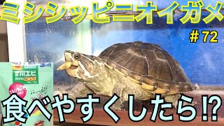 【ミシシッピニオイガメ】飼育72 エサを食べやすくしたら？