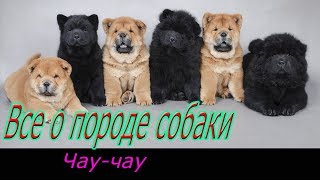 Чау чау о породе собаки! Полное описание породы