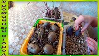 РАЗМНОЖЕНИЕ И ОМОЛОЖЕНИЕ КАРТОФЕЛЯ РОСТКАМИ!