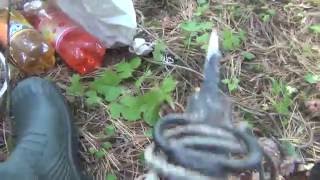 Кедровый орех. Устройство для лазанию по кедрам. Сибирь, тайга