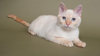 Немецкий, или прусский рекс, герман-рекс (German rex) породы кошек( Slide show)!