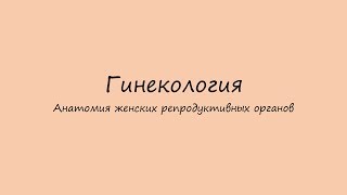 Гинекология. Анатомия женских половых органов (только для медиков).