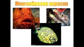 Многообразие рыб