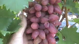 Сорт винограда "Софа" - сезон 2019 # Grape sort "Sofa"
