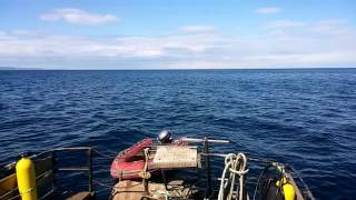 Июнь 2017. Баренцево море. Лиинахамари.  Киты