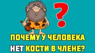 Почему У ЧЕЛОВЕКА нет КОСТИ В ЧЛЕНЕ? Видео ПОЗНАВАТЕЛЬНОЕ!