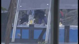 Batumi dolphinarium [Achara]