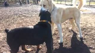 Rottweiler and Alabai