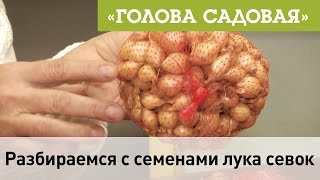 Голова садовая - Разбираемся с семенами лука севок