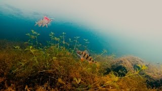 Зимняя рыбалка. Ловля окуня на блесну и балансир. Подводные съемки