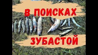 В Поисках Зубастой.