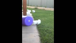 Japanese Spitz x Pomeranian puppies for sale