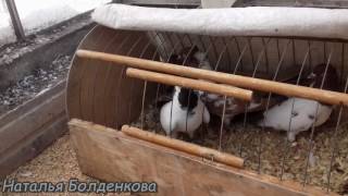 Пополнение в голубятне.