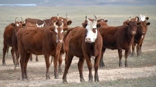 Ремонтный молодняк КРС Калмыцкой породы в АгроФирме ПИК ПЛЮС, Калмыкия