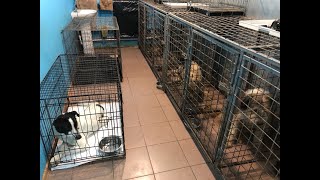 Собаки оказались не друзьями тем людям, которые их выбросили.