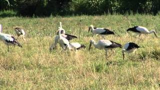 Migration des cigognes