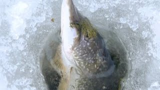 Диалоги о рыбалке. Астрахань. Хищные рыбы