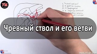 Чревный ствол и его ветви - meduniver.com