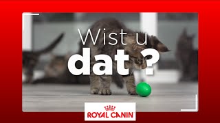 Hoe weet u of uw kat een binnenlevend of buitenlevend dier is?