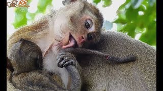 Million meaning of lovee| Old thine Mother hug baby Lori in chest give soft warm care wound on tail