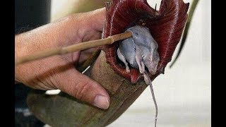 смотреть про РАСТЕНИЯ, которые ЕДЯТ ЖИВОТНЫХ 2018 Документальный фильм