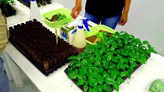 NUEVAVISIÓN Ocotal, Nicaragua Finca La Cumplida - Matagalpa