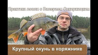 Крупный окунь в коряжнике. Практика ловли с Валерием Сикиржицким