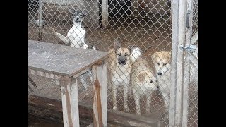 Приют для животных Зверополис Рязань ноябрь 2018 года снимали Телков Сергей и Бурачкова Ирина