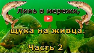 Ловля линя в мережи и щуки на живца. Часть 2.
