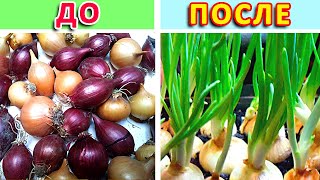 КАК сажать ЛУК севок ДОМА на перо/ НА ЗЕЛЕНЬ! Зеленый лук НА ПОДОКОННИКЕ!