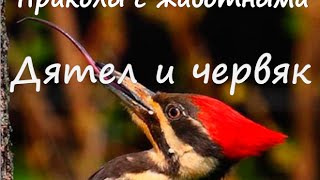 Приколы с животными.  Дятел и червяк/ fun with animals. YouTube fun