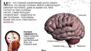Презентация. Биология. Координация и регуляция. 6 класс.