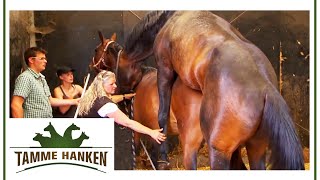 Tamme Hanken  | Der Hengst darf ran | kabel eins