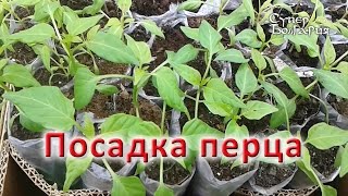 Посадка перца в грунт. Природное земледелие
