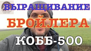 Выращивание бройлера кобб 500 бизнес на бройлерах вес бройлера изготовление своего комбикорма бмвд