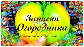 Приусадебный участок*помидоры*Выращивание в теплице