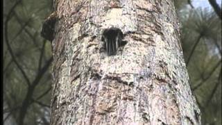 Florida Ecosystems & their Endangered Animals: Wildlife Matters by Nature Wise