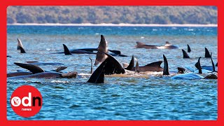 Pilot Whales Tasmania: Almost 400 Dead after Australia’s Largest Stranding