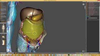 Атлас анатомии человека 3D. АРТЕКСА Виртуальная анатомия