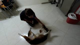 Igor - manuseamento force free