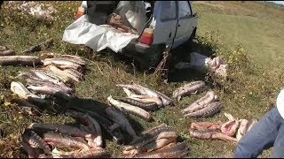 В Астраханской области у браконьера изъяли 10 мешков краснокнижной рыбы
