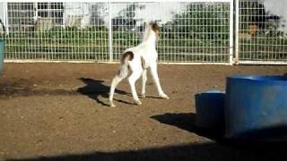 Miniature horse foal playing in the round pen...realy cute!