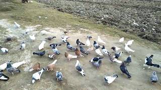 Pigeon Racing In Pakistan | How To Train Racing Pigeons In Village